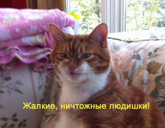 Котовторник