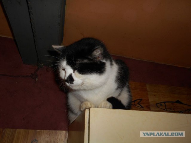 Жизнь домашнего приюта для котеек 108