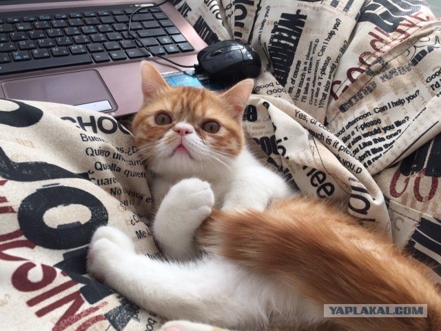 Котовторник  10.05.2016