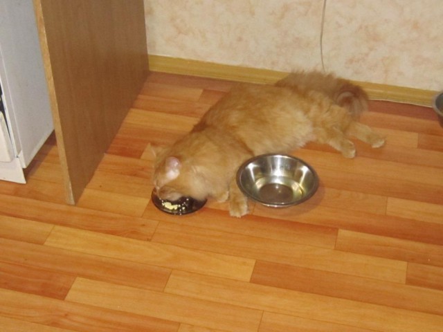 Рыжий друг. пригрел котофея