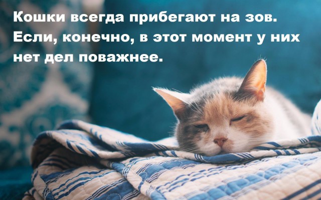 Прикольные животные