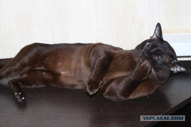 Котовторник 27.09.16