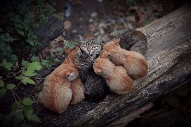 Коты из сети