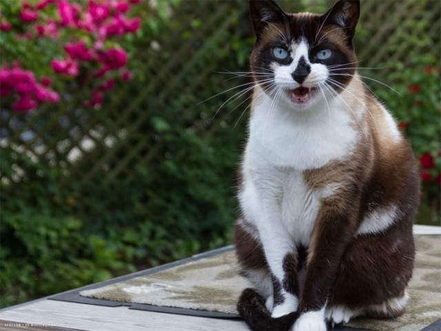 Коты из сети