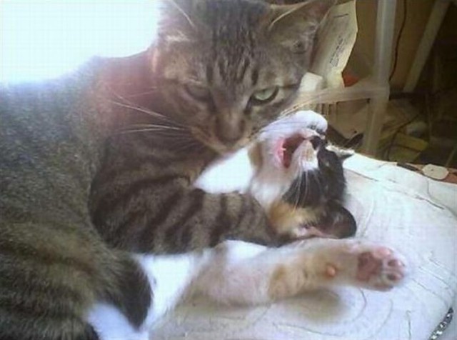 Коты из сети