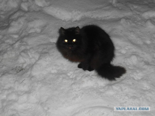 Жизнь домашнего приюта для котеек 144