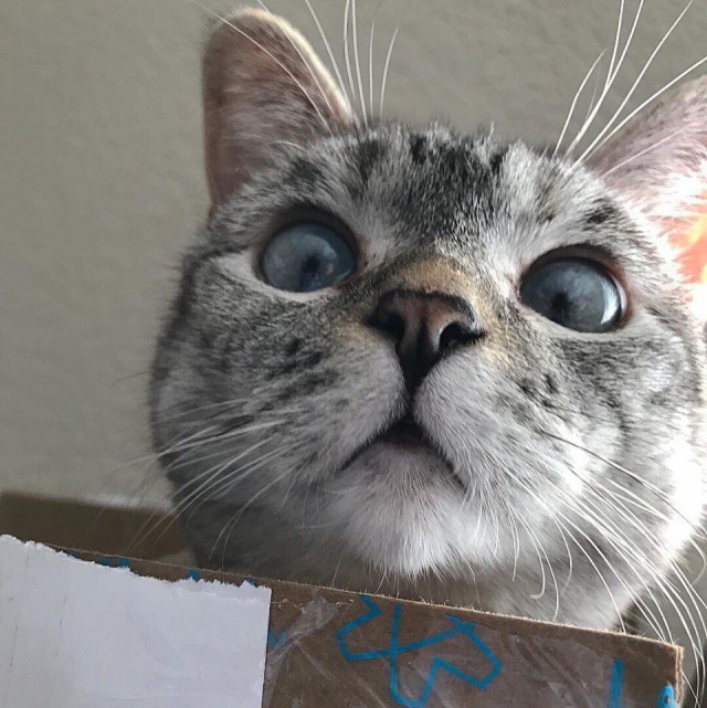 Коты из сети