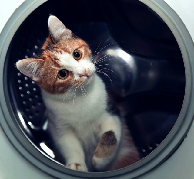 Коты и Кошки