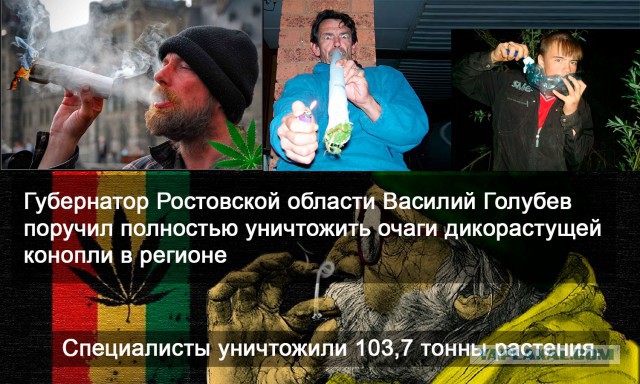 Глава Ростовской области распорядился уничтожить всю коноплю в регионе
