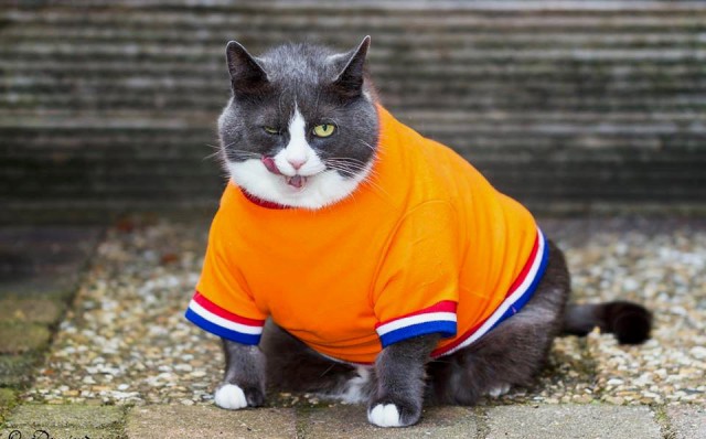 Коты и Кошки