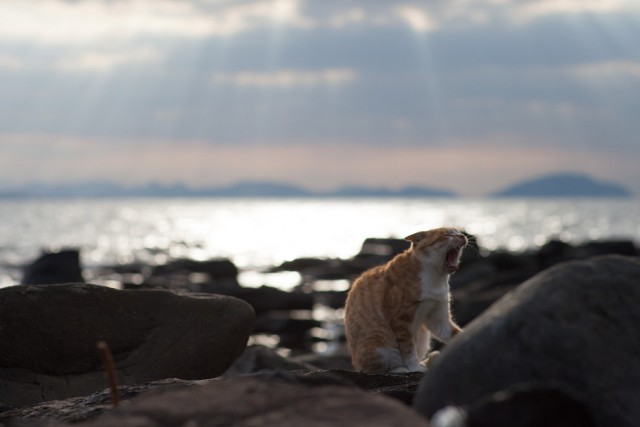Коты и Кошки