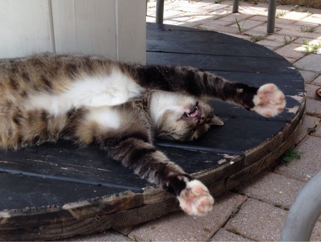 Коты и Кошки