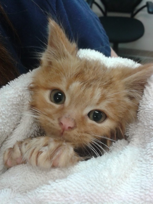 Коты и Кошки