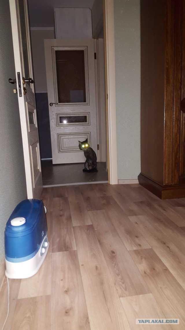 Котовторник 27.06.2017