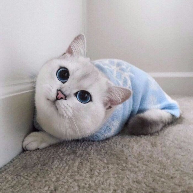 Коты и Кошки