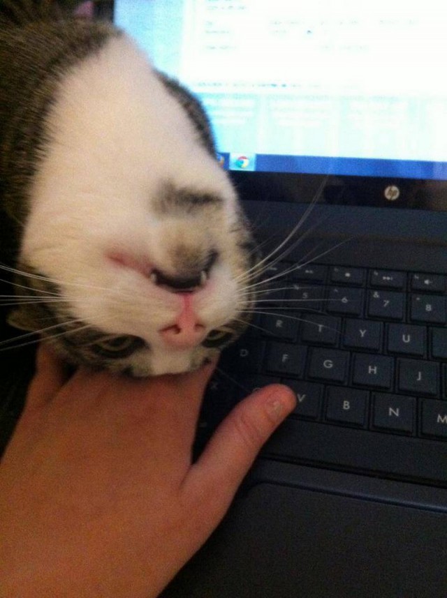 Коты и Кошки