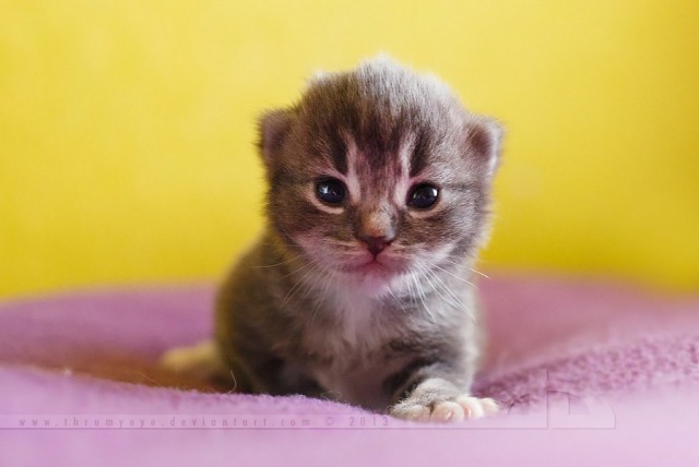 Коты и Кошки
