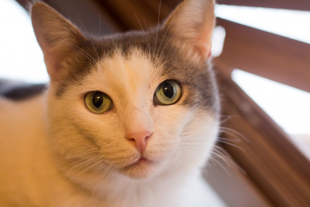 Коты и Кошки