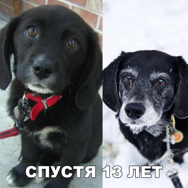 Живность из сети