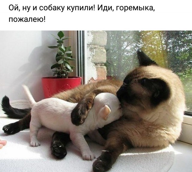 Неадекватные коты