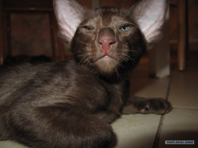 Котовторник 1.02.2011
