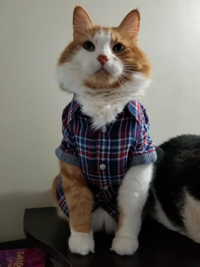 Немного милоты