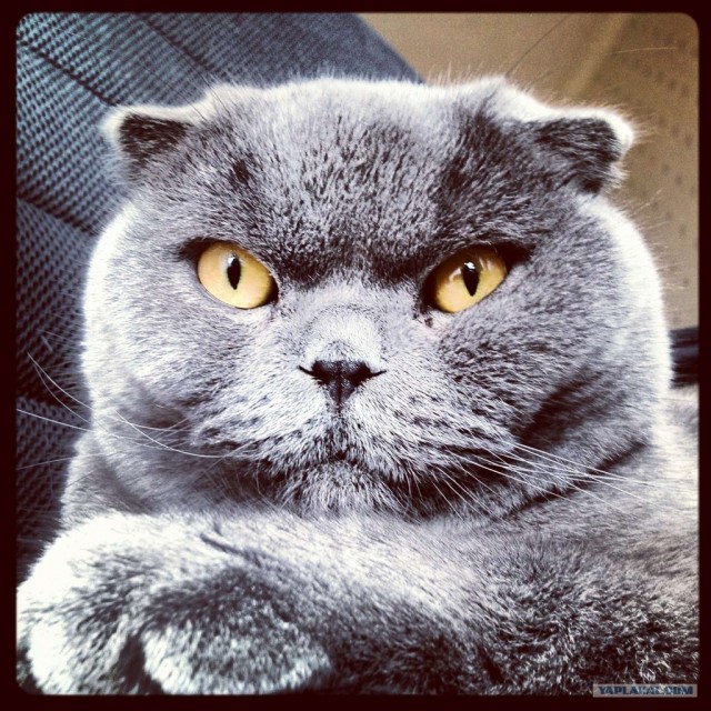 Котовторник  17.07.2012