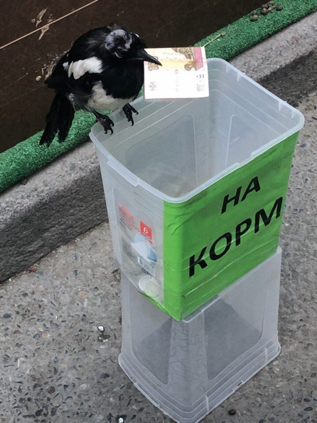 Милые животные. Мимиметр сломался