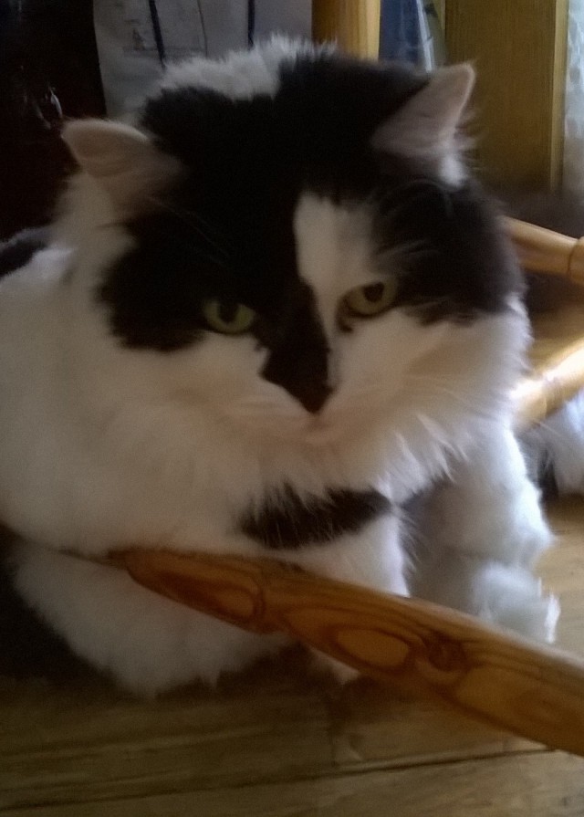 Кошки отдыхают