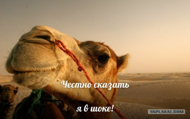 САМЕЦ