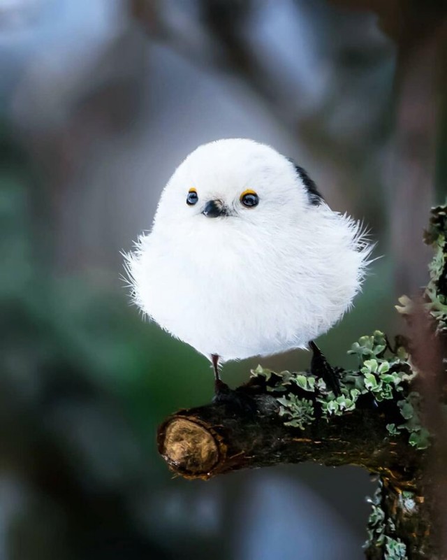 20 необычайно красивых и удивительных птиц, о которых вы, возможно, даже не слышали