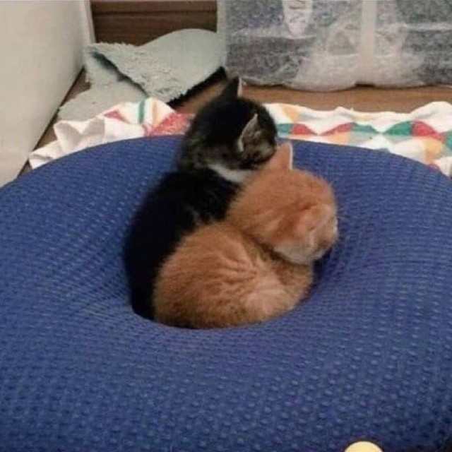 Эти забавные животные