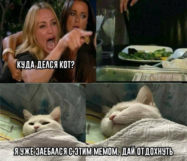 Мемный кот