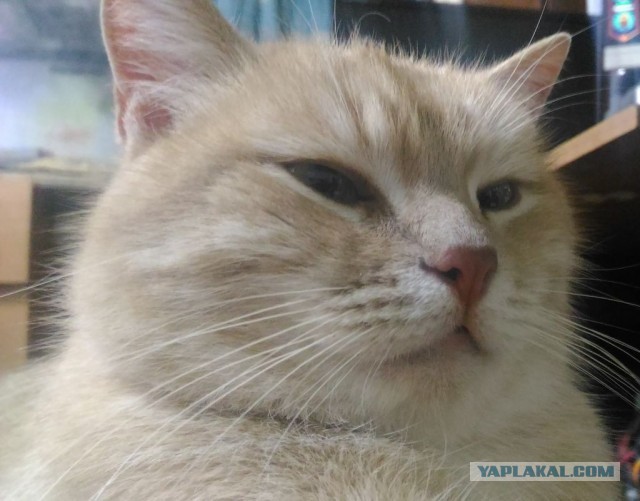 Коты они такие