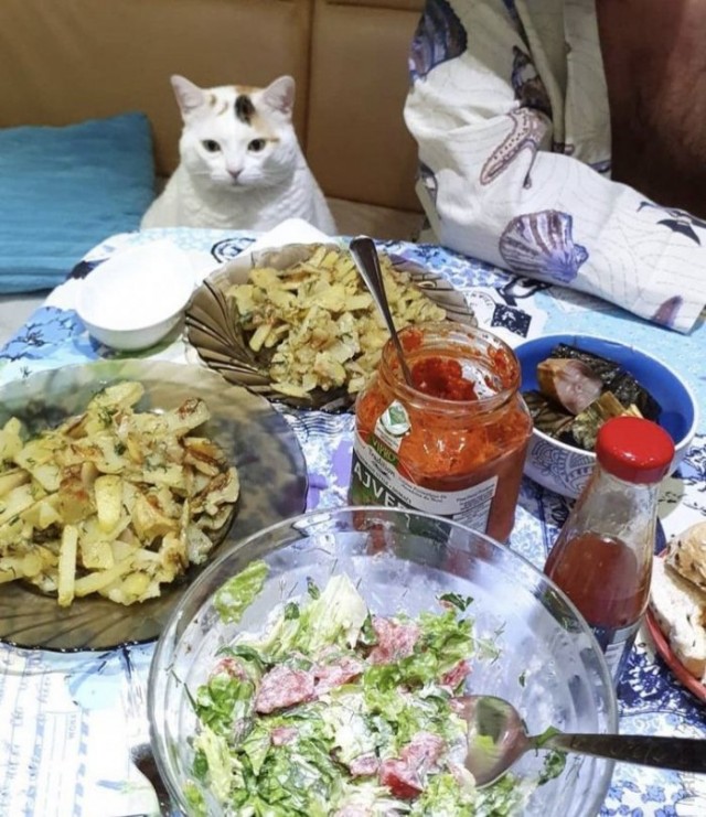 Которник