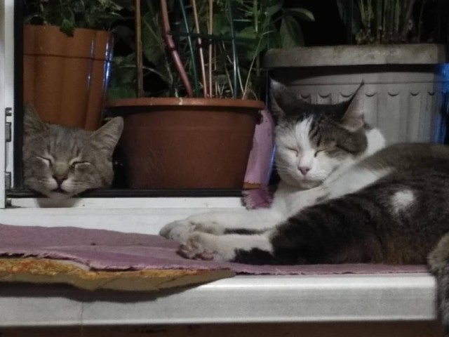 Котовторник (свои добавляем)