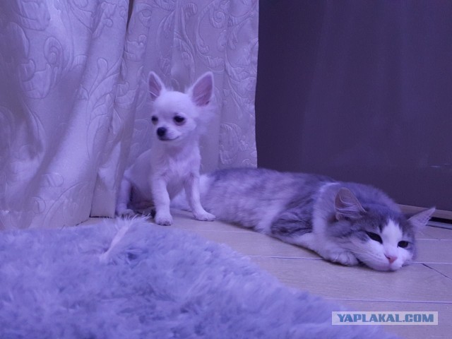 Котовторник. Картинки и буквы 08.02.22