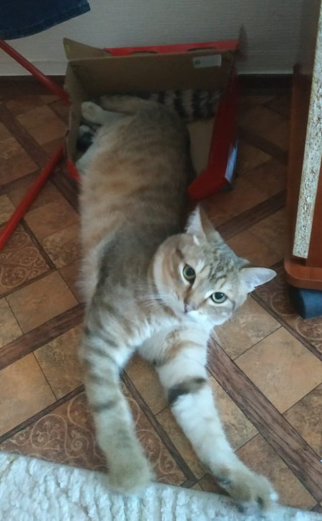 Не буду я ждать котовторника!