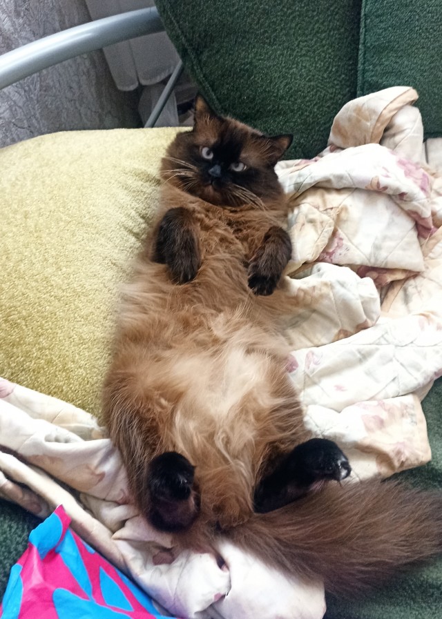 Котовторник вроде.