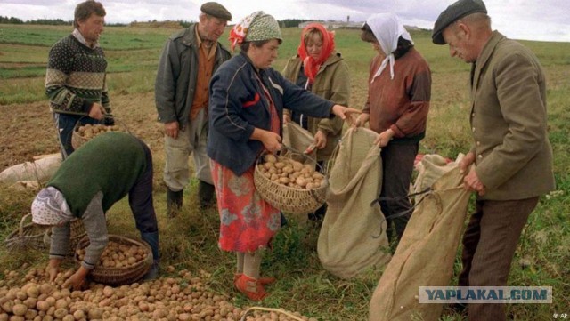 Из детства немного. А вообще про картошку спросить хотел