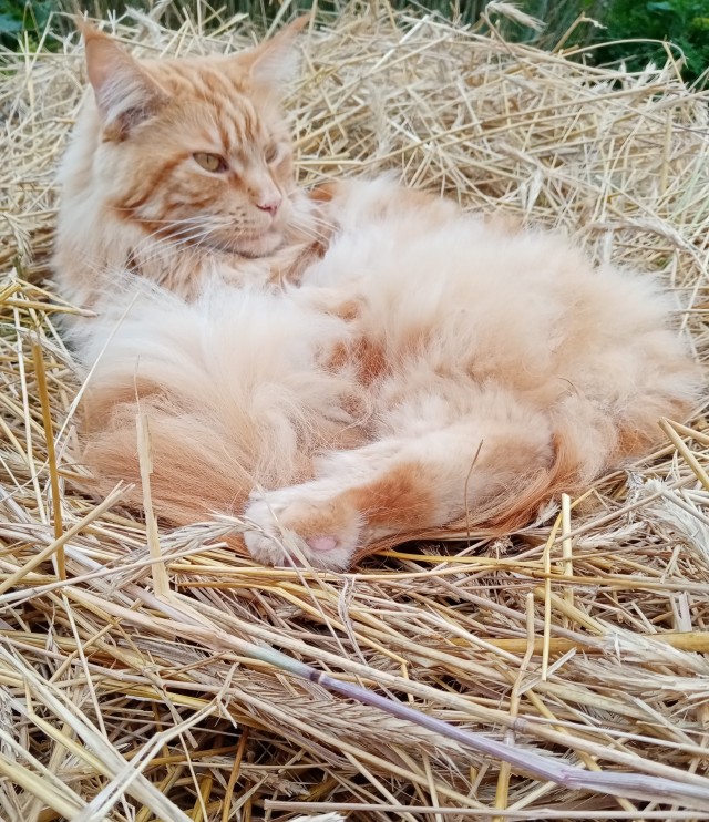 Котовторник 18.10.22