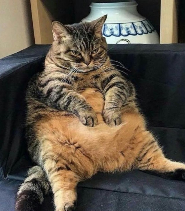 Повезло котейке