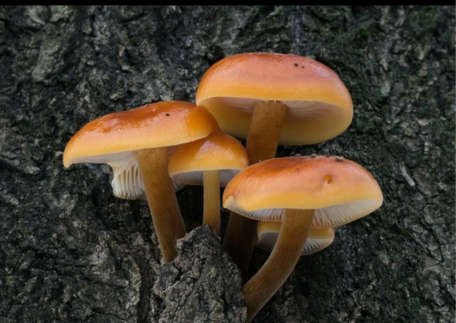 Помогите опознать грибы.