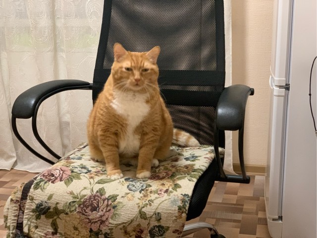 Толстые коты