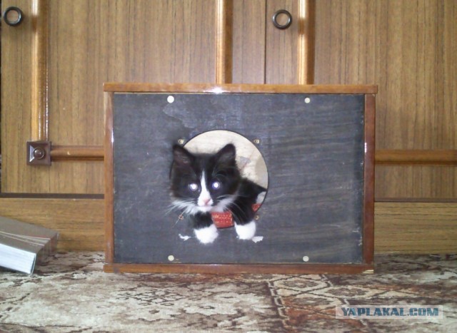 Котовторник  07.05.2013