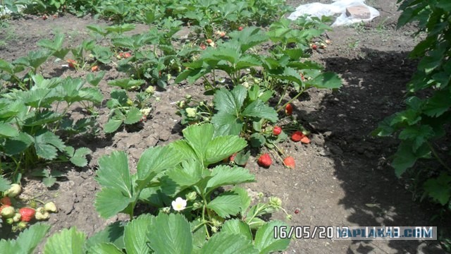 Огород моей жены