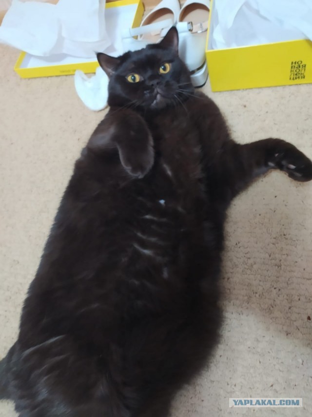 Коть, тебе нормально?