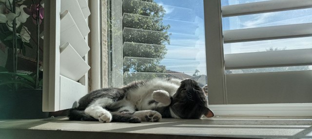 Котэ, совэ и все-все-все