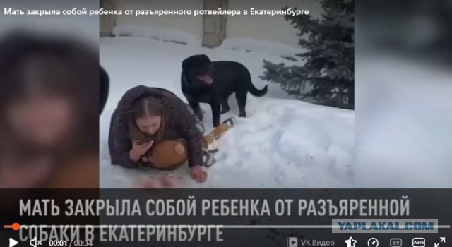 Краснодарский край не стал принимать закон, разрешающий умерщвлять бродячих собак⁠⁠