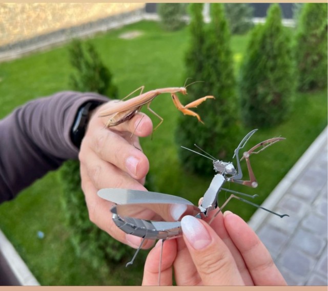 Домашние питомцы.